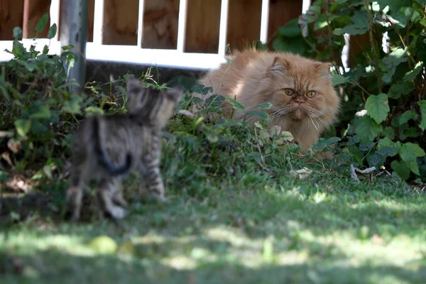 Petit Chat Européen Poil Court Rayé Gris Joue Dans Jardin — Photo