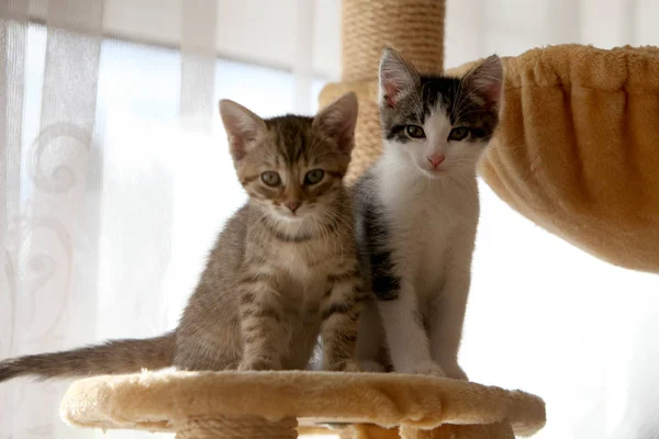 Small Gray Striped European Shorthair Cat Plays Garden Climbs Trees — Stock Photo, Image