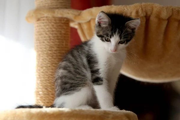 Kot Małe Szare Paski Europejski Krótkowłosy Odgrywa Ogrodzie Wspina Się — Zdjęcie stockowe