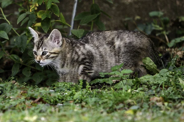 Petit Chat Européen Poil Court Rayé Gris Joue Dans Jardin — Photo