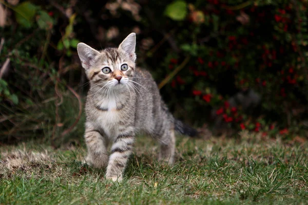 Küçük gri çizgili Avrupa stenografi kedi bahçede çalış ve ağaçlara tırmanıyor