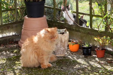 Farsça kedi sadece bir güzel ifade özgürlük uçurtma olmasına rağmen, aynı zamanda bahçede oynayacak.