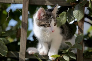 Küçük gri çizgili Avrupa stenografi kedi bahçede çalış ve ağaçlara tırmanıyor