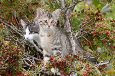 Küçük gri çizgili Avrupa stenografi kedi bahçede çalış ve ağaçlara tırmanıyor