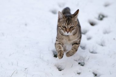 Küçük gri çizgili Avrupa stenografi kedi bahçede çalış ve ağaçlara tırmanıyor