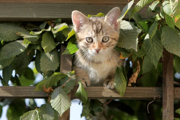 Маленька Сіра Смугаста Європейська Короткошерста Кішка Грає Саду Піднімається Дерева — стокове фото