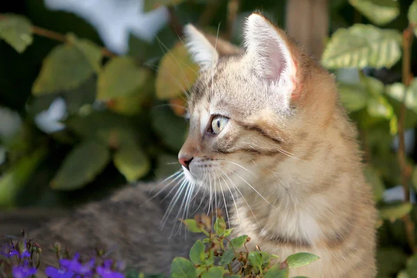 Kot Małe Szare Paski Europejski Krótkowłosy Odgrywa Ogrodzie Wspina Się — Zdjęcie stockowe