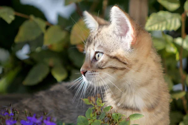 Pequeño Gris Rayas Europeas Taquigrafía Gato Juega Jardín Trepa Árboles —  Fotos de Stock