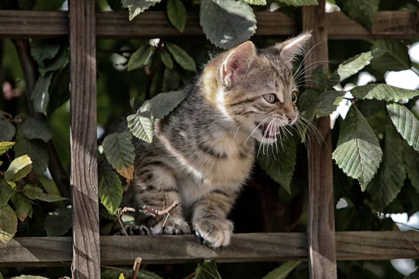 Petit Chat Européen Poil Court Rayé Gris Joue Dans Jardin — Photo