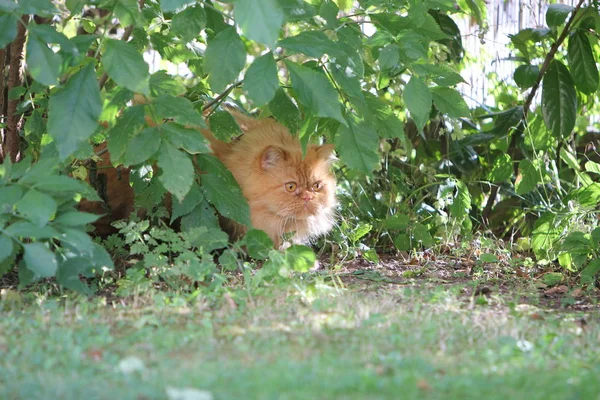 Embora Gato Persa Tem Apenas Papagaio Liberdade Bem Expressa Ele — Fotografia de Stock