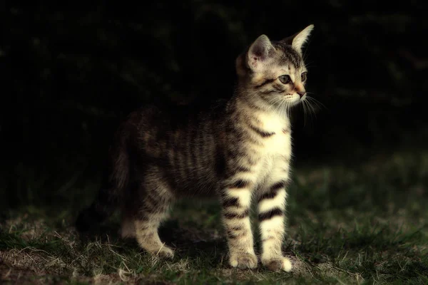 小灰条纹欧洲短毛猫猫在花园里玩耍 — 图库照片