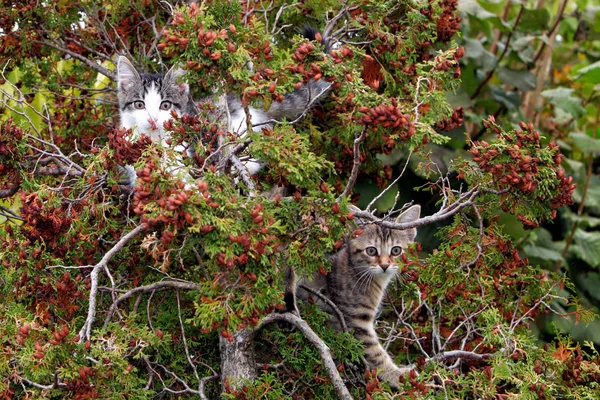 Small Gray Striped European Shorthair Cat Plays Garden Climbs Trees — Stock Photo, Image