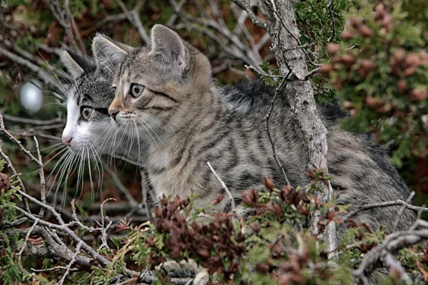 Pequeño Gris Rayas Europeas Taquigrafía Gato Juega Jardín Trepa Árboles —  Fotos de Stock