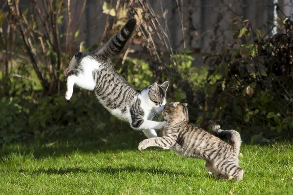 Small Gray Striped European Shorthair Cat Plays Garden Climbs Trees — Stock Photo, Image