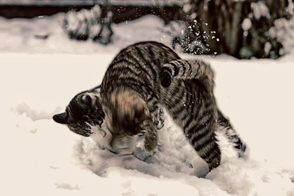 แมวขนส โรปส เทาเล นในสวนและป นไม — ภาพถ่ายสต็อก
