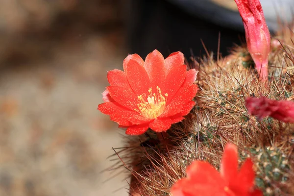 Maar Cactus Ziet Prachtig Vooral Wanneer Bloemen Vormen — Stockfoto