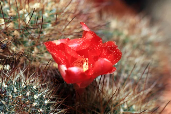 Maar Cactus Ziet Prachtig Vooral Wanneer Bloemen Vormen — Stockfoto