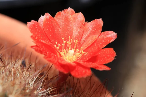 Mas Cacto Olhar Bonito Especialmente Quando Eles Formam Flores — Fotografia de Stock