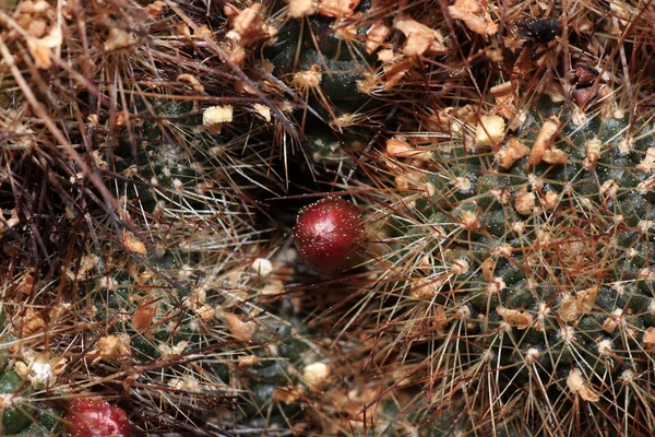 Maar Cactus Ziet Prachtig Vooral Wanneer Bloemen Vormen — Stockfoto