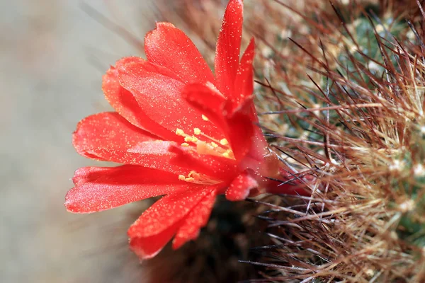 Maar Cactus Ziet Prachtig Vooral Wanneer Bloemen Vormen — Stockfoto