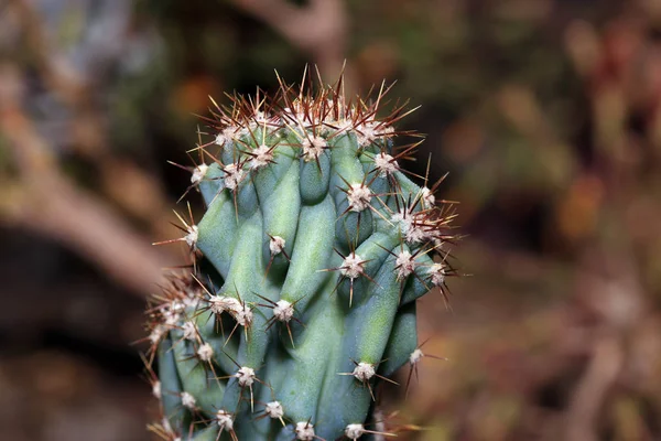 Spine Dei Cactus Sono Definite Botanicamente Come Escrescenze Dell Epidermide — Foto Stock