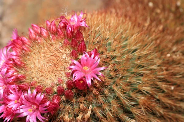 Maar Cactus Ziet Prachtig Vooral Wanneer Bloemen Vormen — Stockfoto