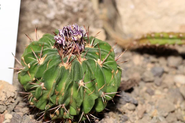 Maar Cactus Ziet Prachtig Vooral Wanneer Bloemen Vormen — Stockfoto