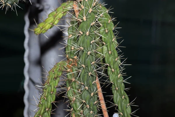 Las Espinas Los Cactus Definen Botánicamente Como Excrecencias Epidermis Capa —  Fotos de Stock