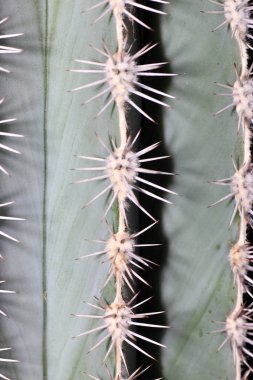 Kaktüsler diken botanik tanımlanan 