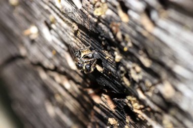 Vahşi Arılar Apoidea arıları dışında ve vahşi prototip hakkında değil tüm arı türlerin veya vahşi balarısı suşları vardır