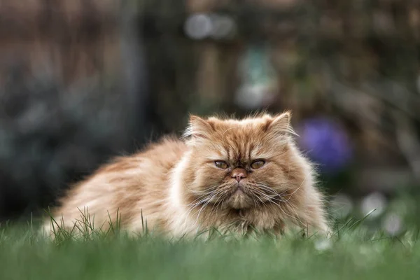 Farsça Kedi Eski Popüler Doğurmak Cats Biridir — Stok fotoğraf