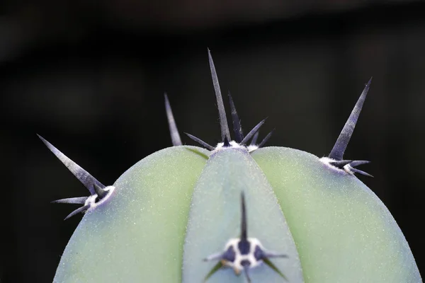 Espinhos Dos Cactos Não Passam Folhas Órgãos Transformados — Fotografia de Stock