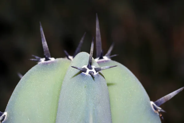 仙人掌的刺植物学上被定义为表皮的 Outgrowths 芽和叶的外层细胞层 — 图库照片