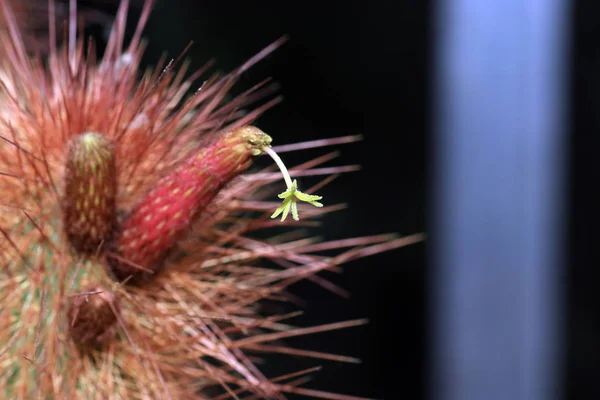 Las Espinas Los Cactus Definen Botánicamente Como Excrecencias Epidermis Capa —  Fotos de Stock