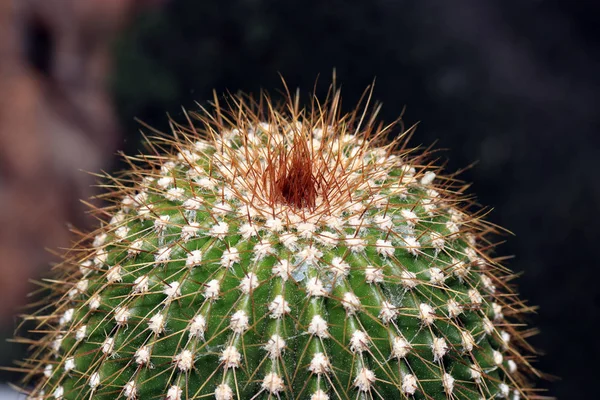 サボテンのとげは表皮の 芽や葉の外側の細胞層として定義された植物学的 — ストック写真