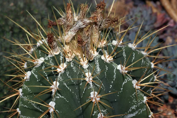 Doorns Van Cactussen Zijn Niets Maar Getransformeerde Bladeren Organen — Stockfoto