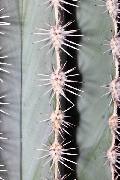 Kaktüsler diken bir hiçsin dönüştürülmüş yaprakları ya da organları ama.