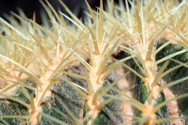 Las Espinas Los Cactus Son Más Que Hojas Órganos Transformados —  Fotos de Stock