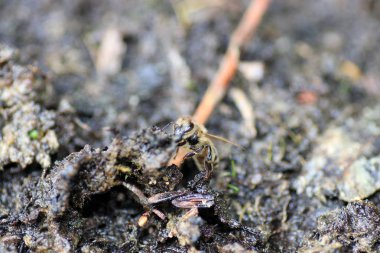 Vahşi Arılar Apoidea arıları dışında ve vahşi prototip hakkında değil tüm arı türlerin veya vahşi balarısı suşları vardır