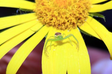 Yengeç örümcek bacakları çok uzun süre açık iki çift tarafından kolayca tanınır.