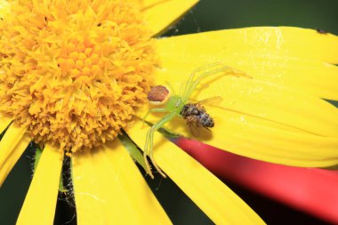 Yengeç örümcek bacakları çok uzun süre açık iki çift tarafından kolayca tanınır.