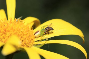 Yengeç örümcek bacakları çok uzun süre açık iki çift tarafından kolayca tanınır.