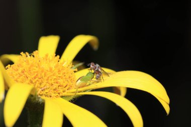 Vahşi Arılar Apoidea arıları dışında ve vahşi prototip hakkında değil tüm arı türlerin veya vahşi balarısı suşları vardır