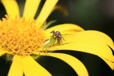 Vahşi Arılar Apoidea arıları dışında ve vahşi prototip hakkında değil tüm arı türlerin veya vahşi balarısı suşları vardır