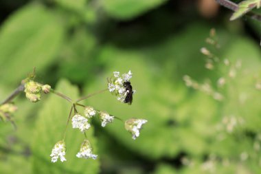 Vahşi Arılar Apoidea arıları dışında ve vahşi prototip hakkında değil tüm arı türlerin veya vahşi balarısı suşları vardır