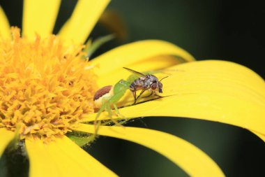 Vahşi Arılar Apoidea arıları dışında ve vahşi prototip hakkında değil tüm arı türlerin veya vahşi balarısı suşları vardır