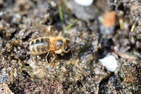 Les Abeilles Sauvages Sont Toutes Des Espèces Abeilles Apoidea Exception — Photo