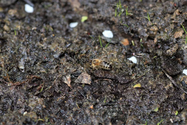 Vahşi Arılar Apoidea arıları dışında ve vahşi prototip hakkında değil tüm arı türlerin veya vahşi balarısı suşları vardır