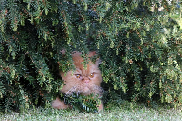 Kot Perski Jest Jednym Najstarszych Najbardziej Popularne Rasy Kotów — Zdjęcie stockowe