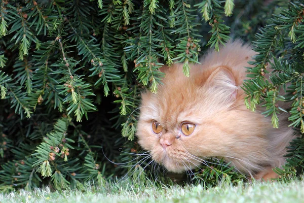 Persian Cat One Oldest Most Popular Breed Cats — Stock Photo, Image